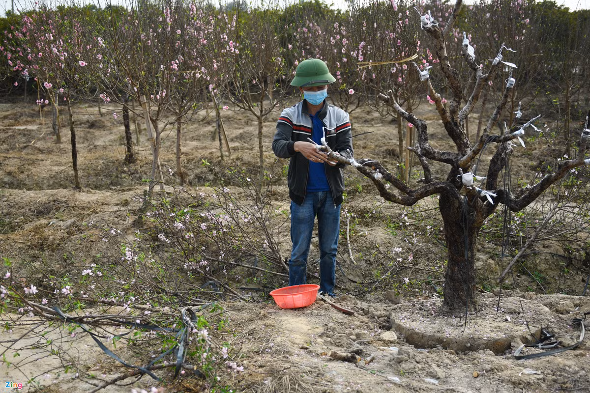 Ông Đặng Ngọc Quỳnh - trưởng ban công tác mặt trận thôn Trại Trống - cắt bỏ cành cho cây đào quý. Những ngày này, ông thường xuyên phải trực chốt kiểm dịch. Khi hết ca làm, ông tranh thủ ra vườn đào để làm việc. Trước dịch, khách tới vườn trả ông 12 triệu cho gốc đào, ông lắc đầu chưa muốn bán.