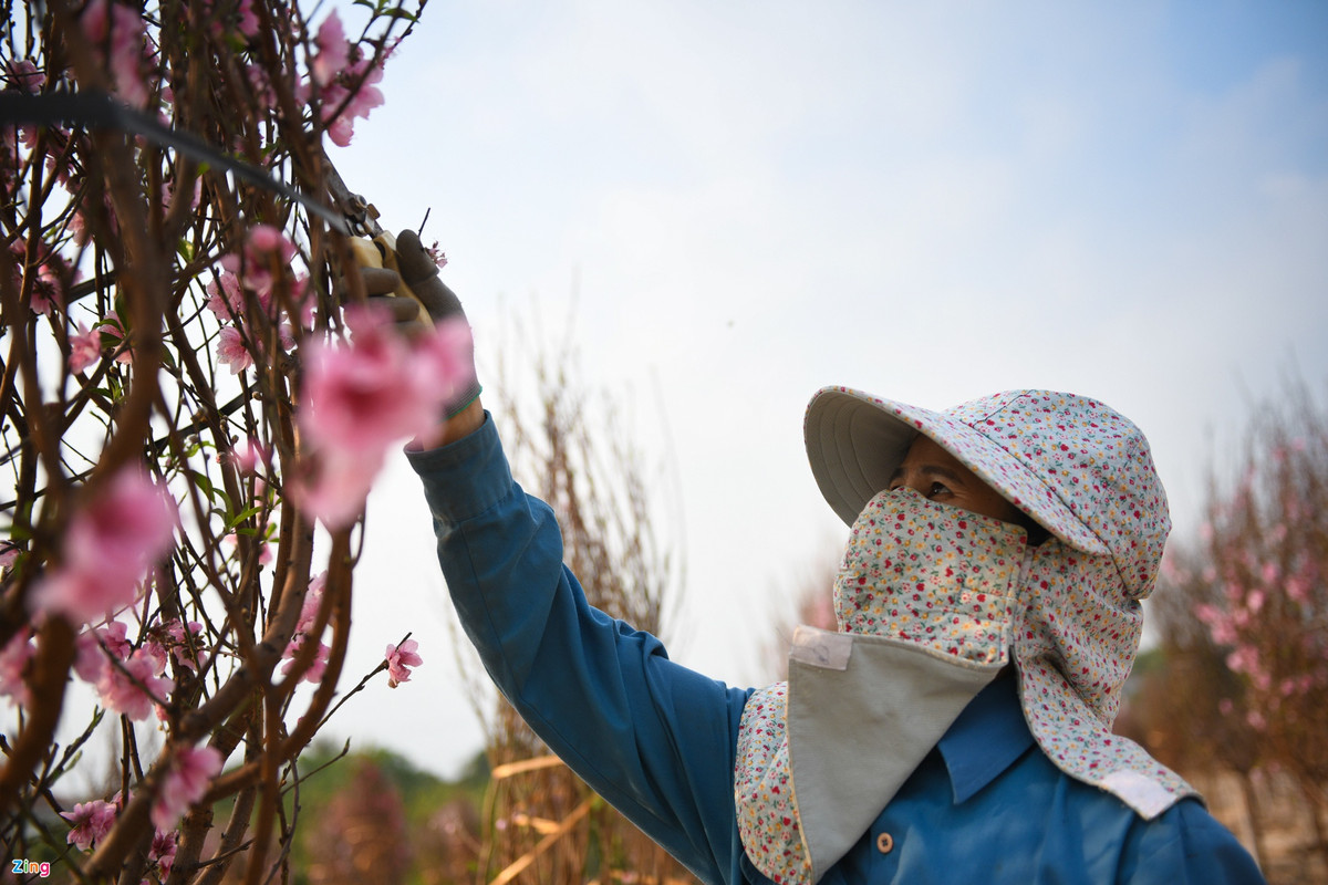Đào xuất mỗi năm, đem về cho bà con trong thôn thu nhập cả chục tỷ đồng. Từ giữa tháng 12, bà Thuần đã được thương lái đến đặt cọc 200 triệu đồng cho vườn đào. Ngỡ tưởng sẽ được mùa, nhưng đến giờ, bà phải đem trả lại họ đúng số tiền ấy.