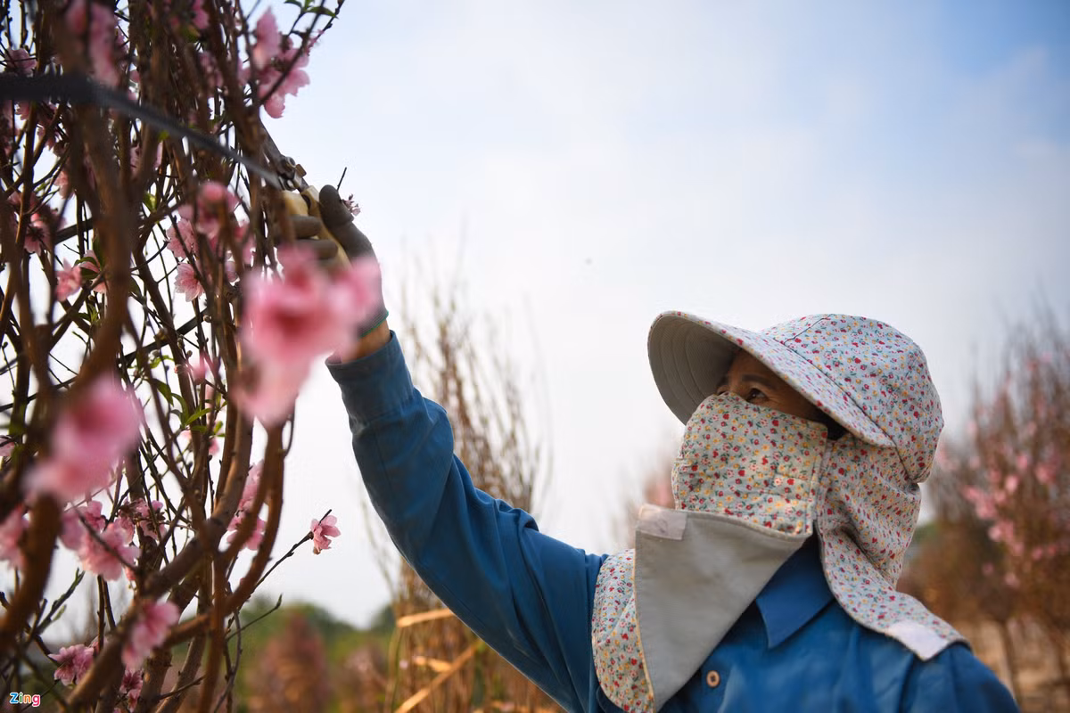 Đào xuất mỗi năm, đem về cho bà con trong thôn thu nhập cả chục tỷ đồng. Từ giữa tháng 12, bà Thuần đã được thương lái đến đặt cọc 200 triệu đồng cho vườn đào. Ngỡ tưởng sẽ được mùa, nhưng đến giờ, bà phải đem trả lại họ đúng số tiền ấy.