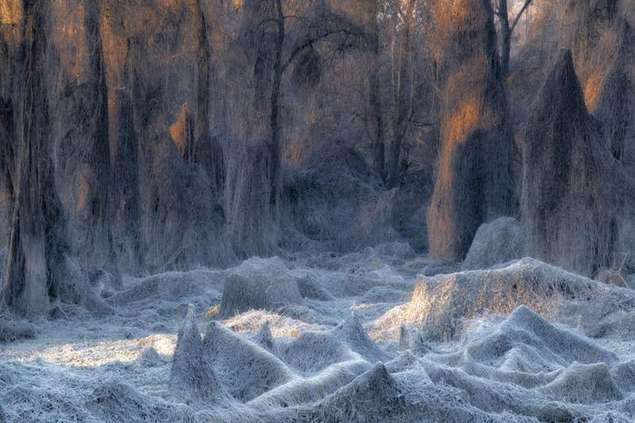 Rừng cây độc đáo ở Turin, Italy.