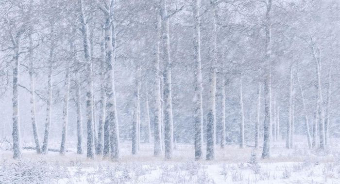 Hình ảnh mưa tuyết phủ trắng rừng tại thị trấn Canmore, tỉnh Alberta, Canada.