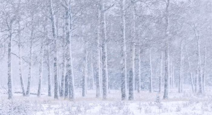 Hình ảnh mưa tuyết phủ trắng rừng tại thị trấn Canmore, tỉnh Alberta, Canada.