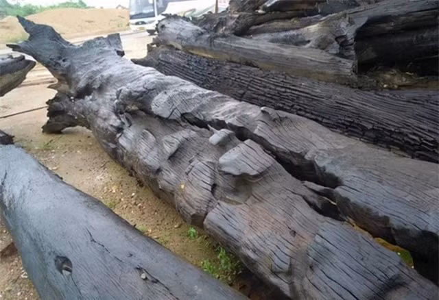 Dao duoc cay go quy 3.000 tuoi, hien truong lap tuc phong toa-Hinh-3