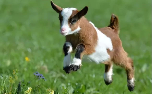 Dù bạn đang khởi đầu hay đã có vị trí vững chãi, sẽ có nhiều cơ hội để tỏa sáng và thể hiện tài năng. Các dự án hợp tác sẽ đạt được thành công ngoài mong đợi. Trong tình cảm, sự đam mê và lãng mạn sẽ thăng hoa, mối quan hệ của bạn và nửa kia sẽ trở nên gắn bó hơn bao giờ hết. 