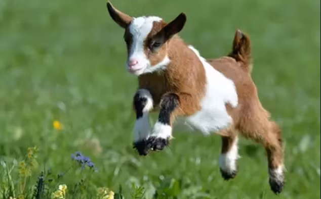 Dù bạn đang khởi đầu hay đã có vị trí vững chãi, sẽ có nhiều cơ hội để tỏa sáng và thể hiện tài năng. Các dự án hợp tác sẽ đạt được thành công ngoài mong đợi. Trong tình cảm, sự đam mê và lãng mạn sẽ thăng hoa, mối quan hệ của bạn và nửa kia sẽ trở nên gắn bó hơn bao giờ hết. 