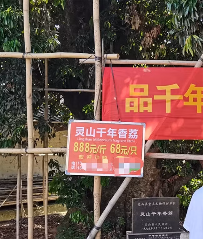 Cay-vai-1500-tuoi-duoc-bao-ve-nghiem-ngat-cao-16m-bat-ngo-ket-trai-triu-canh-sau-1-thap-ky-tit-qua-3