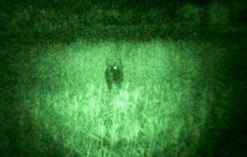 Hình ảnh về bò lạ nghi là bò tót được ghi lại ở Phú Yên.