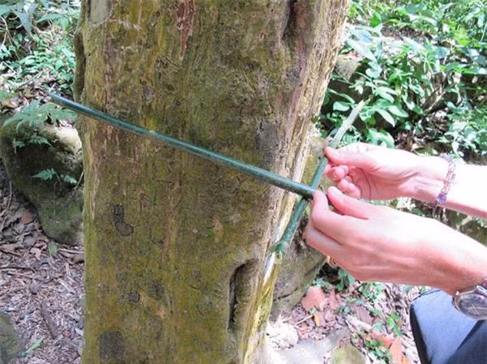 13.Tại núi Cerro Gaital ở Panama có 1 khu rừng nhỏ với rất nhiều cây hình vuông. Người dân bản địa cho biết, những cái cây này có kích thước rất đồng dều, 4 cạnh vuông vức đến kinh ngạc.