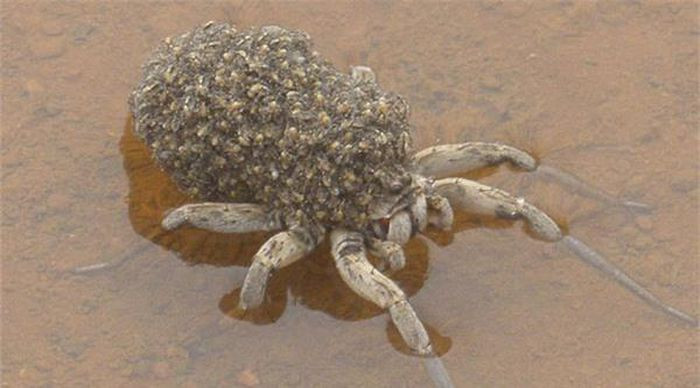 8. Nhện mẹ gánh trên lưng hàng trăm sinh linh.