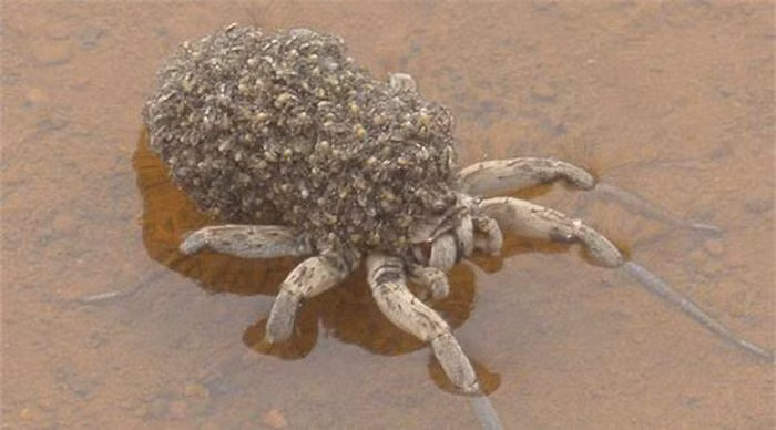 8. Nhện mẹ gánh trên lưng hàng trăm sinh linh.