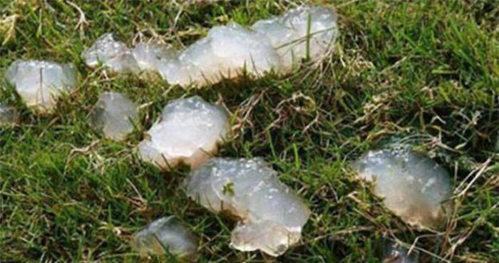 11. Một hiện tượng mưa bất thường xảy ra ở Oakville, Washington, Mỹ vào tháng 8/1994. Cụ thể, những hạt mưa có hình dáng như hạt nhựa có chất lỏng sền sệt rơi xuống, ngày hôm sau rất nhiều người dân ở đây đều có hiện tượng cúm.