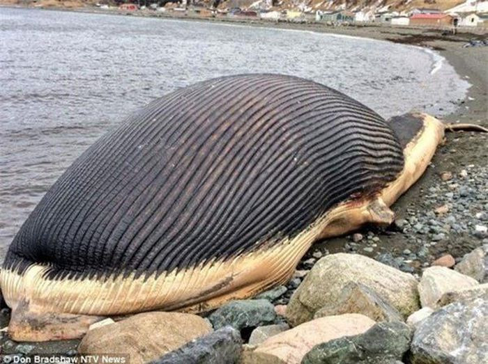 2. Đây là xác của 1 con cá voi xanh - loài động vật lớn nhất thế giới chứ không phải 1 con quái vật như mọi người tưởng tượng.