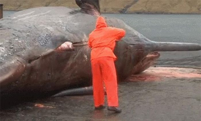 10. Cá voi phát nổ.