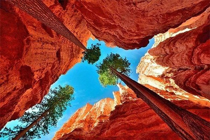 6. Cây thông aoerosa cao vút tại vườn quốc gia Bryce Canyon.