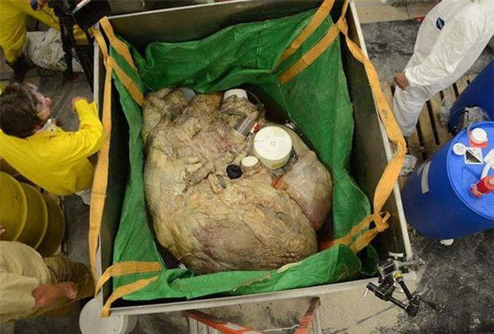 1. Đây là trái tim của 1 con cá voi xanh, tim của nó nặng tương đương với trọng lượng của 1 chiếc lốp xe container lớn.