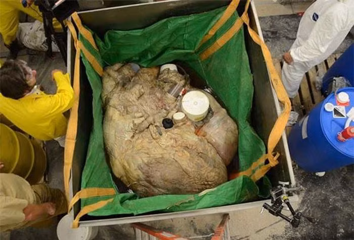 1. Đây là trái tim của 1 con cá voi xanh, tim của nó nặng tương đương với trọng lượng của 1 chiếc lốp xe container lớn.