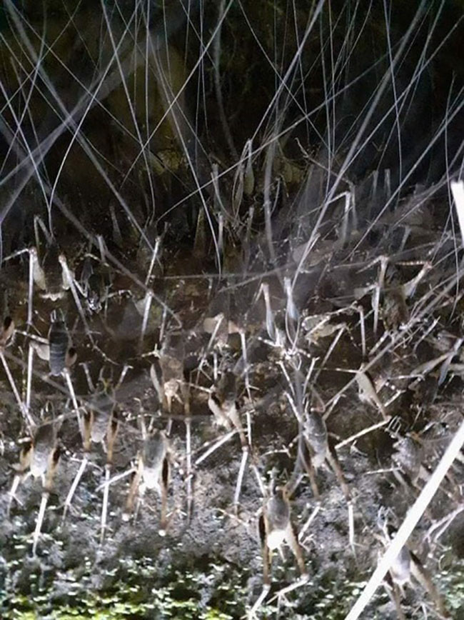 Khi nói đến con tôm, nhiều người nghĩ ngay đến loại sinh vật sống dưới nước có khắp nơi. Tuy nhiên, loại tôm này không không sống ở dưới nước mà sống trong hang đá hoặc trên cây.