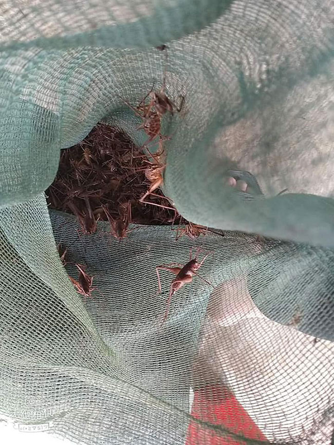 Người dân địa phương cho biết loài tôm này rất thính và khôn, hễ thấy người đến là thi nhau bỏ trốn. Vì thế, dụng cụ đi săn tôm rừng phải được thiết kế, đặt làm riêng trông như cái vợt muỗi để đến gần đó chụp lên thân cây và đàn tôm sẽ sa vào lưới