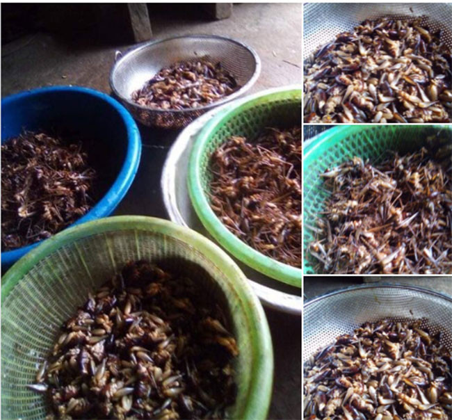 Anh Huýnh (tại TP Lạng Sơn) cho biết ngày xưa hoàn cảnh khó khăn nhà nào cũng thiếu thức ăn, người trong làng kéo nhau đi bắt tôm rừng, giờ đây tôm rừng vẫn là món ngon nhiều người tìm kiếm.