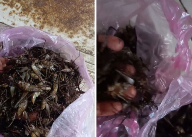 Nếu ai không đi rừng quen, không bắt bài được chúng là có khi cả ngày cũng không bắt được con nào.