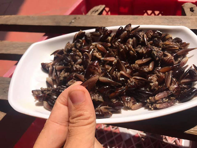 So với tôm thường, loại tôm rừng này có thân màu xám trong, đầu nhỏ, ít râu hơn