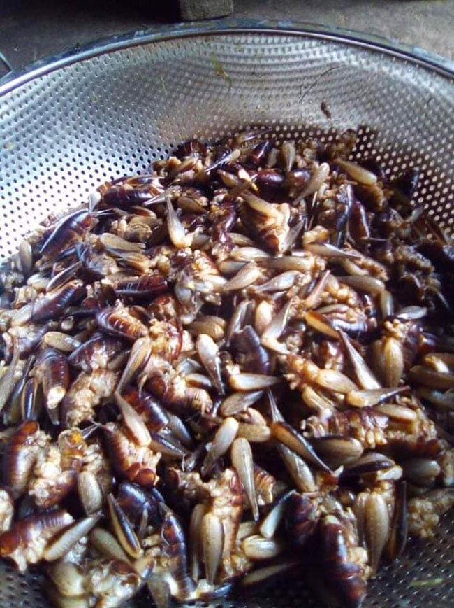 Theo khảo sát, giá tôm rừng hiện khá cao, dao động 300.000 - 400.000 đồng/kg, loại ngon còn đạt 500.000 đồng/kg.