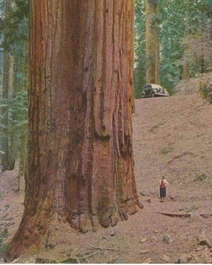 2. Có ai dám đứng cạnh cây Gỗ đỏ như tôi để chụp ảnh không? Cảm giác rất khó tả, vừa hồi hộp, choáng ngợp, và tất nhiên, cả 1 chút sợ hãi nữa.