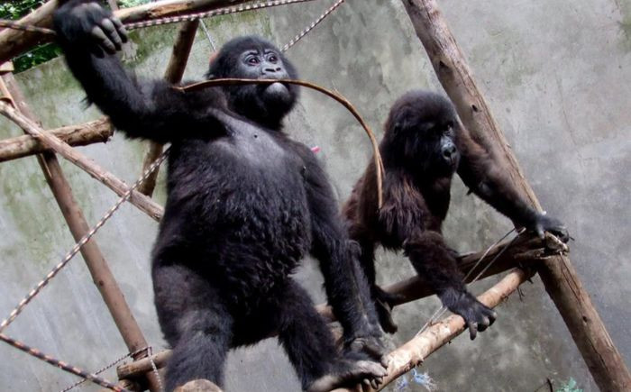 Năm 2009, Ndakasi được chuyển đến Trung tâm Senkwekwe và sống cùng những con khỉ đột núi mồ côi khác. Những con khỉ này không thể trở về tự nhiên vì dễ bị tổn thương. Ảnh: BBC.