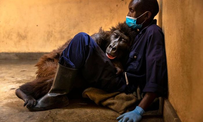 Theo Vườn Quốc gia Virunga, nơi nuôi dưỡng Ndakasi, con vật trút hơi thở cuối cùng hôm 26/9 trong vòng tay yêu thương của Andre Bauma, nhân viên chăm sóc và cũng là người bạn tri kỉ. Ảnh: Virunga National Park.