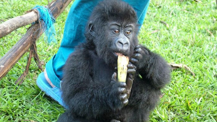 Theo The Guardian, các nhân viên kiểm lâm tìm thấy Ndakasi vào năm 2007, khi đó con vật mới 2 tháng tuổi và khỉ mẹ bị bắn chết. Bauma đã nhận chăm sóc Ndakasi kể từ đó. Ảnh: Virunga National Park.