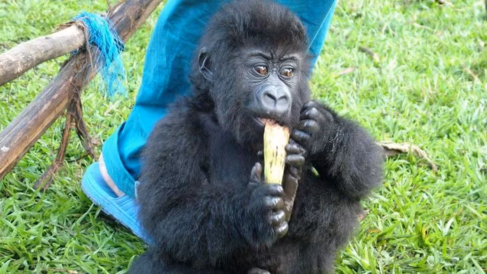 Theo The Guardian, các nhân viên kiểm lâm tìm thấy Ndakasi vào năm 2007, khi đó con vật mới 2 tháng tuổi và khỉ mẹ bị bắn chết. Bauma đã nhận chăm sóc Ndakasi kể từ đó. Ảnh: Virunga National Park.