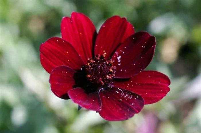 Cúc vạn thọ socola. Đây là loài hoa hiếm, là niềm tự hào của Mexico. Bên cạnh vẻ bề ngoài bắt mắt, xinh đẹp. Loài hoa này còn tỏa ra mùi hương giống hết socola khi nở, nó chỉ nở vào ban đêm cuối hè. Trong tự nhiên, loài hoa này đã bị tuyệt chủng, nhưng nó đã được gây lại bằng cách nhân giống thực vật vào năm 1902. Ngày nay, chỉ còn bản sao của cúc vạn thọ socola, những khu vực sinh tồn của loài hoa này đang được pháp luật bảo hộ.