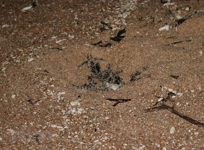 Rùa con vượt qua lớp cát tổ đẻ để trở về biển. (Ảnh: Nguyễn Thành/TTXVN)