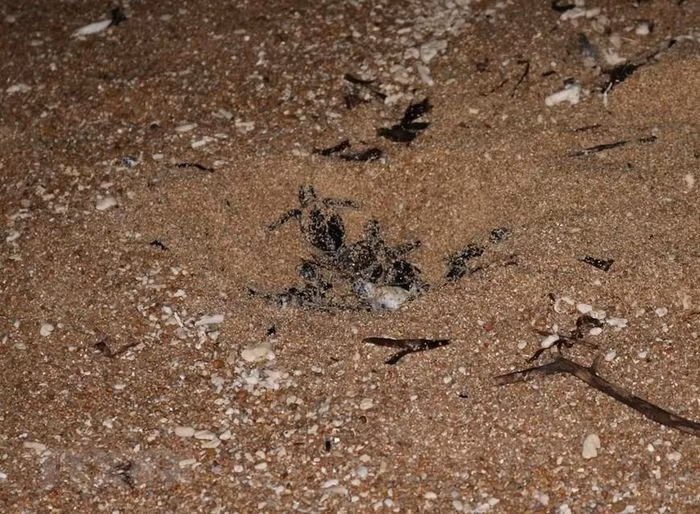 Rùa con vượt qua lớp cát tổ đẻ để trở về biển. (Ảnh: Nguyễn Thành/TTXVN)