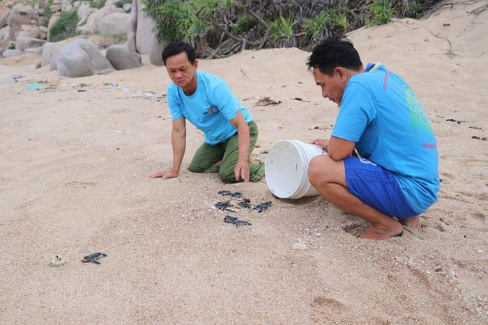 Cứu hộ, thả rùa con về biển ở Khu dự trữ sinh quyển Núi Chúa, Ninh Thuận. (Ảnh: Nguyễn Thành/TTXVN)