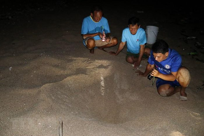 Thành viên tổ bảo vệ rùa biển của Khu dự trữ sinh quyển Núi Chúa kiểm tra tổ rùa đã nở thành công. (Ảnh: Nguyễn Thành/TTXVN)