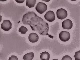 9.Cơ thể của bạn là cấu trúcđược bảo vệ mạnh nhất trên thế giới. Trong hình này, bạn có thể thấy tế bào bạch cầu đang đuổi theo một con vi khuẩn và nuốt nó. Bạch cầu được gọi là những "vệ sĩ" của cơ thể, bảo vệ khỏi những kẻ xâm lược xấu xa. Đồng thời, cơ thể chúng ta cũng loại bỏ các tế bào đã chết. Ví dụ, trong khi bạn đang đọc câu này 22 triệu tế bào của bạn đã chết. Trong 30 giây sau, cơ thể bạn sẽ sản xuất 72 triệu tế bàohồng cầumới và sẽ loại bỏ 174 nghìn tế bào da chết.