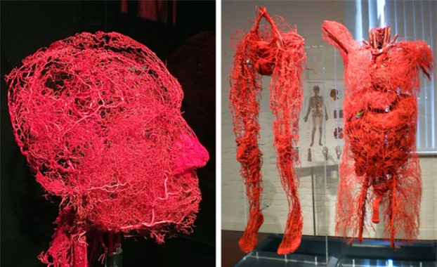 4. Chiều dài của tất cả các mạch máu bên trong cơ thể của chúng ta là đủ để quấn quanhTrái đất 2,5 lầnvòng theođường xích đạo. Nếu bạn rút tất cả các mạch máu ra khỏi một người trưởng thành và trải chúng ra, nó có thể dài hơn 160.934 km, đủ để quấn 2,5 vòng quanh Trái đất. Ngoài ra, trái tim của con người bơm trung bình 5,7 triệu lít máu trong suốt cuộc đời.Thể tích này đủ để lấp đầy 3 bể bơi kích thước Olympic.