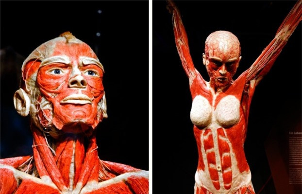 6.Cơ bắp của bạn được thiết kế để nâng hàng tấn. Năm 1982, tại Georgia, Mỹ, anh chàng Tony Cavallo đã bị chiếc xe Chevolet Impala 1964 đè lên người trong khi sửa chữa nó. Tưởng chừng Tony sẽ chết vì sức nặng hơn 1,5 tấn của chiếc xe, nhưng may mắn thay mẹ của anh là Angela Cavallo đã xuất hiện kịp thời và làm một việc phi thường: nâng chiếc xe lên với hai bàn tay không, cứu thoát con trai mình. Đây không phải là trường hợp duy nhất mà ai đó đã làm được điều tưởng như không thể. Chúng ta có 640 cơ bên trong cơ thể chúng ta,và không ai biết đâu là giới hạn của chúng.