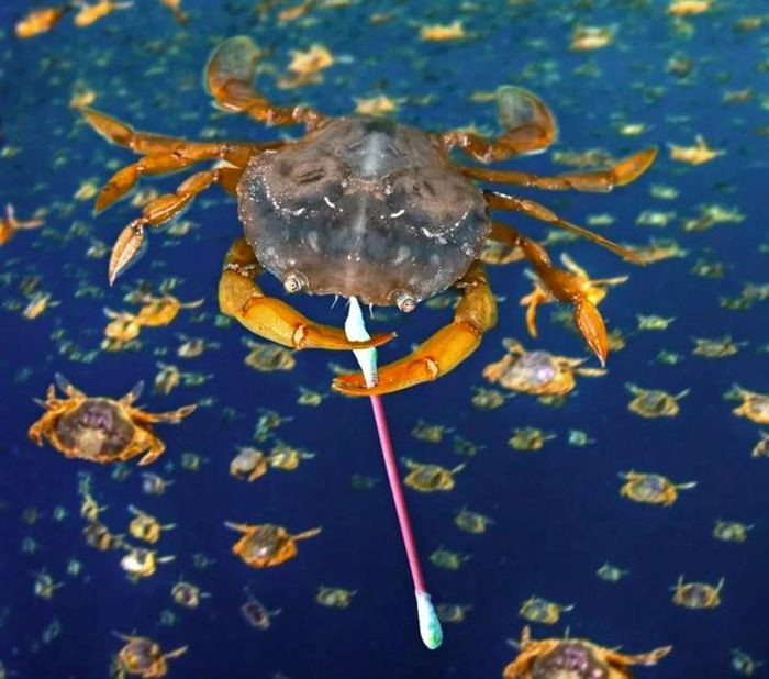 Chiếc tăm bông chúng ta vứt ra môi trường, cũng có thể là "hung thần" trong lòng đại dương