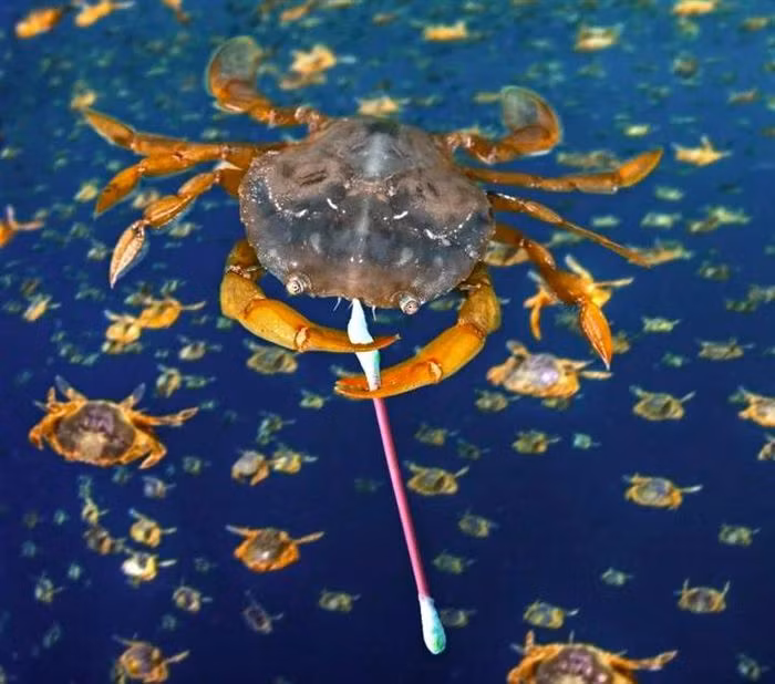 Chiếc tăm bông chúng ta vứt ra môi trường, cũng có thể là "hung thần" trong lòng đại dương