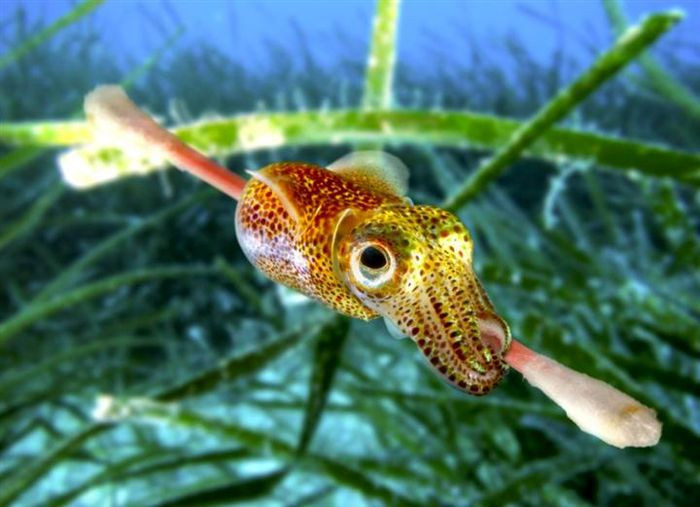 Chiếc tăm bông trở thành "hung thần" tấn công chú mực