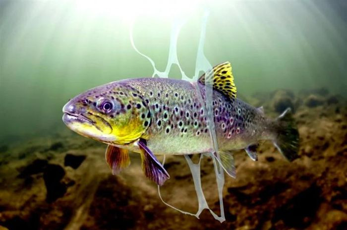 Túi ni - lông có thể tấn công các chú cá bất kỳ lúc nào