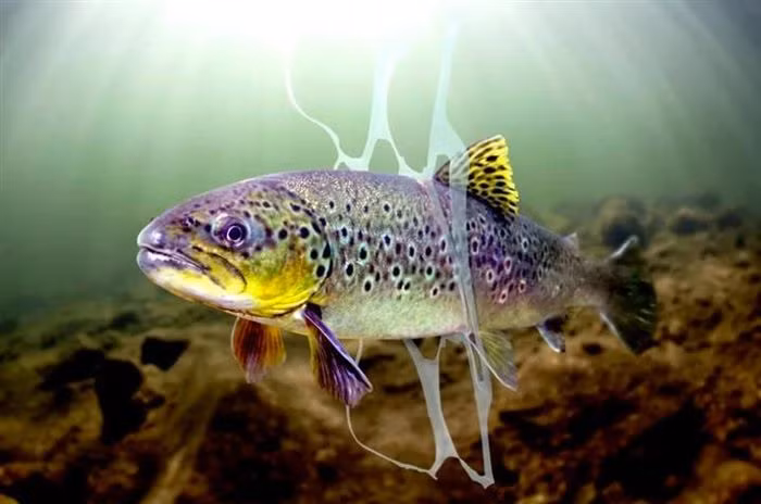 Túi ni - lông có thể tấn công các chú cá bất kỳ lúc nào