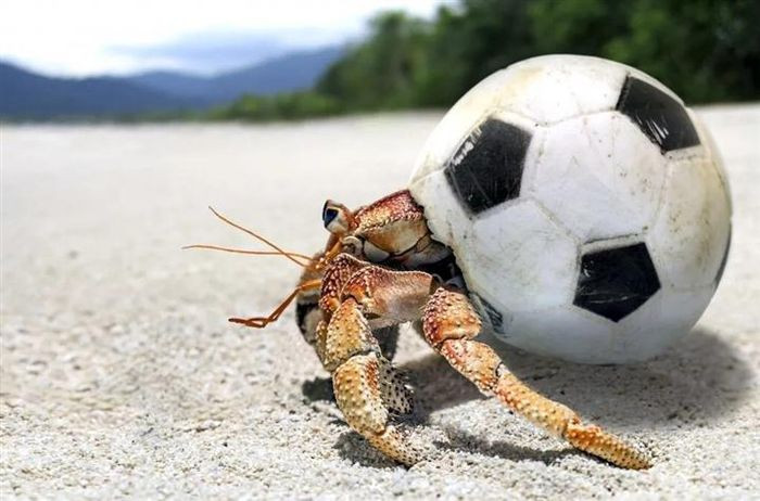 Quả bóng cũ, không phải là đồ chơi, mà là mối nguy hiểm cho các loài sinh vật biển.