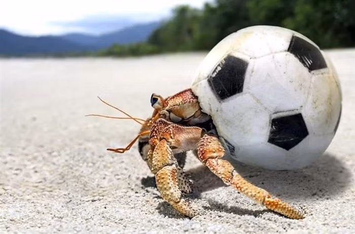 Quả bóng cũ, không phải là đồ chơi, mà là mối nguy hiểm cho các loài sinh vật biển.