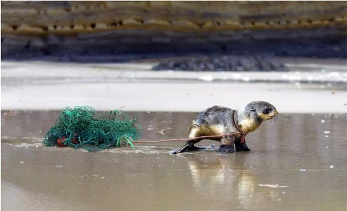 Những loài động vật hoang dã không thể tự bảo vệ bản thân trước những cái "bẫy" mà rác thải gây ra.
