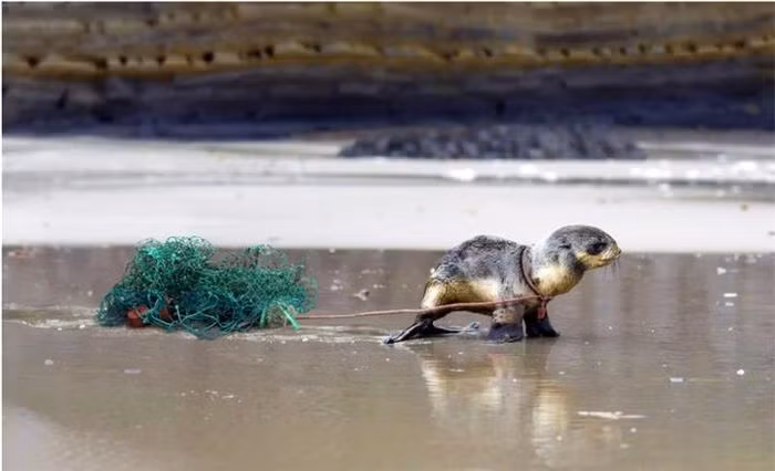 Những loài động vật hoang dã không thể tự bảo vệ bản thân trước những cái "bẫy" mà rác thải gây ra.