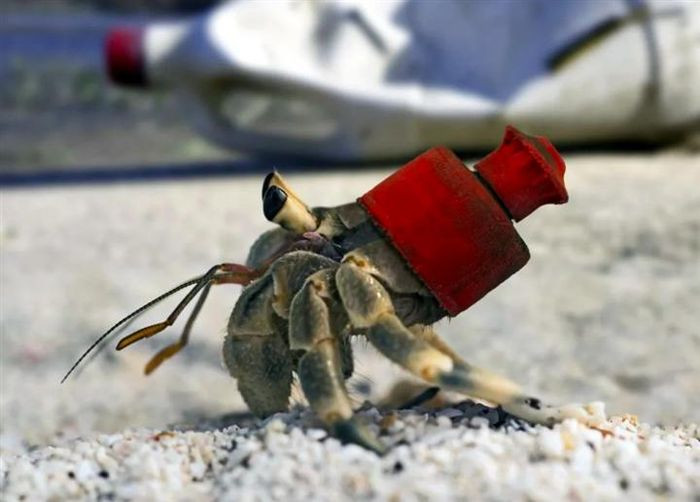 Nắp chai nhựa có thể khiến cho các con vật rơi vào cảnh tiến thoái lưỡng nan.