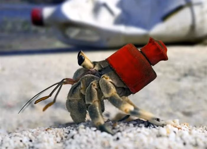 Nắp chai nhựa có thể khiến cho các con vật rơi vào cảnh tiến thoái lưỡng nan.